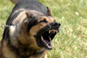 La legislación actual establece que ningún perro puede estar suelto, sin su correa, collar y la supervisión de su dueño. Su incumplimiento es penable con importantes multas.