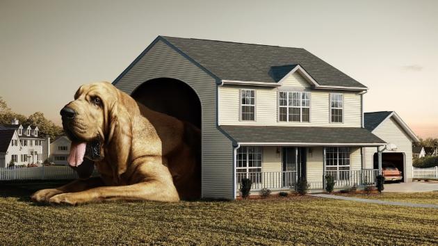 Mantenga a su mascota dentro de los límites de su casa, la ordenanza 2338 prohíbe los perros en la vía pública sin su dueño. Foto: gentileza Cindy Harris, New Evolution
